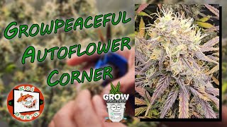 Growpeaceful Autoflower | Season 3 Ep 8