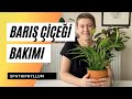 Barış Çiçeği Spathiphyllum Bakımı Nasıl Olmalı Ev Yeşili