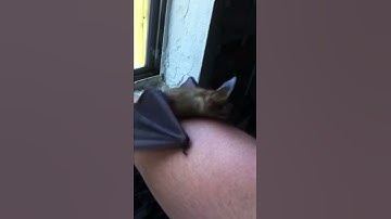 Woke Bat - Curiosity Comic YouTube #Shorts