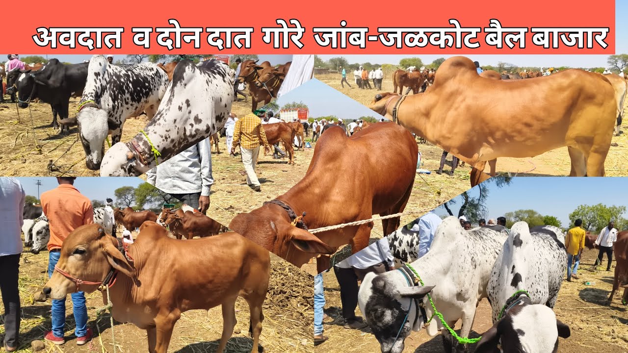 दि.6 मार्च 2026 जांब-जळकोट बैल बाजारातील अवदात व दोन दात गोरे 