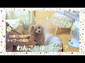 キャンちゃんとぶーちゃんが大好きな健康アイテムはこれ〜