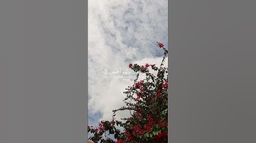 سورة ص | (الاية-88-82) | لي شيخ محمد اللحيدان | القرآن  #قرآن #قرآن_كريم