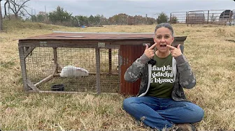 Where to find Meat Rabbits and What to Look Out for!!