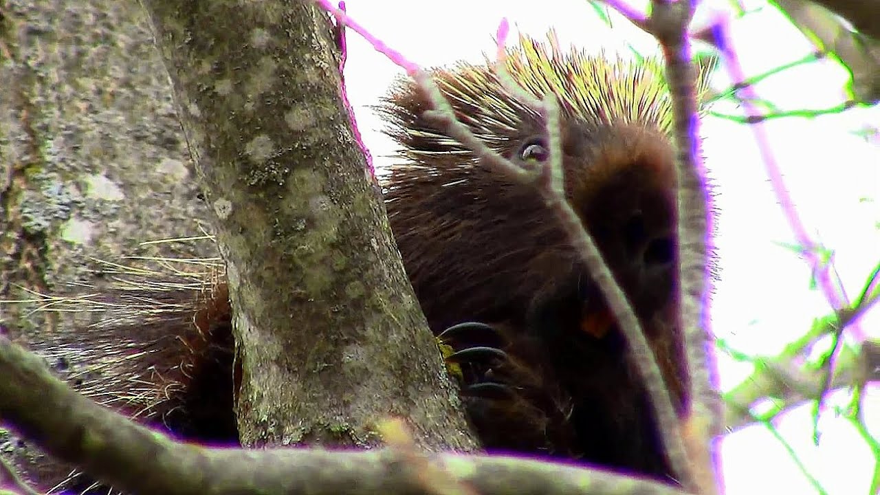 Unspoken Rule About Porcupines Ep10 Outsider Log Cabin YouTube