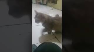 Meng Beraninya Senggol Biule D Jln trending cat funny comedy jalanyangjauhjanganlupapulang