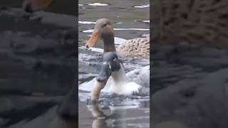 Ente frisst Zander! Beim Angeln ERWISCHT! Crazy fishing 😳🦆