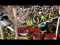 【盆栽】ケヤキの取り木!目指せ八方根張り。layering zelkova 【初心者】