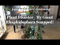 Plant Disaster - My Giant Rhaphidophora Snapped! - Liquidambar Girl Gardening