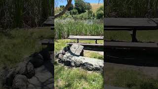 47 Shy Bird  bad photography playlist IMG 0464