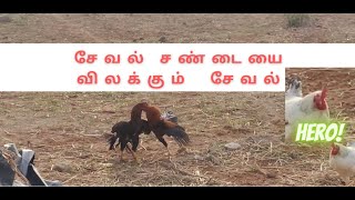 Seval Sandai- சேவல் சண்டை