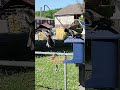 Mockingbird Has A Space Bubble. Check out the full video on our page #birdnerd #birdwatch #ebirders