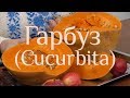 Гарбуз Cucurbita