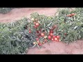 طماطم السنابل