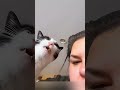 Cat Trying to Catch a Laser in the Dark – Epic #NightLaserCat