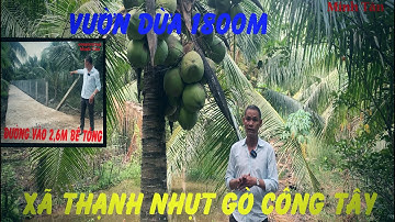 (Đã bán) vườn dừa 1800m tại xã Thạnh Nhựt Gò Công Tây thích hợp, canh tác, hoặc nghỉ dưỡng