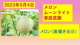 家庭菜園(20230504) メロン栽培  直播き当日  今年購入の種袋の紹介（ナント種苗 メロン ムーンライト）　とうもろこし　枝豆　　防虫ネット　ビニールトンネル