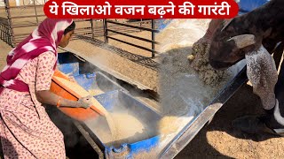 बकरी का वजन कैसे बढ़ाए || Best Goat Feeding System In Goat Farming