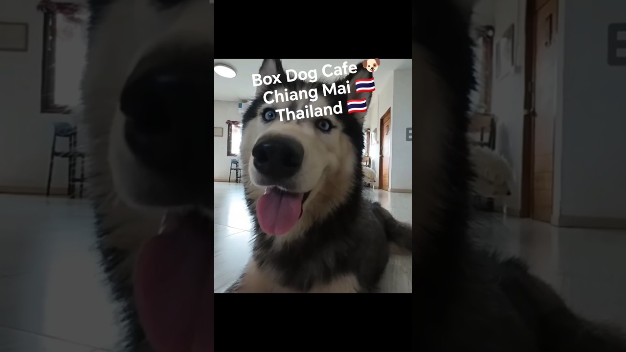 Box Dog Cafe, Chiang Mai, Thailand 