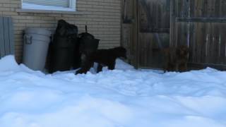 Brown Standard Poodle