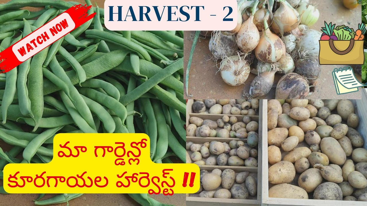 Harvesting the Magic: Beans, Onions & Potatoes Galore!