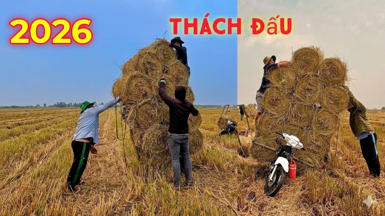 Mới đầu năm mà thách đấu chở rơm với nhau rồi nè anh em ơi #giaitri