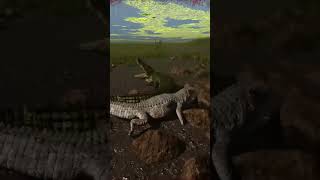 Deino vs Deino The isle evrima #theisle #theisleevrima #dinosaur #dino #deinosuchus