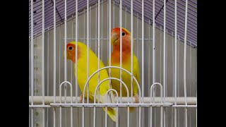 Как общаются попугаи неразлучники
