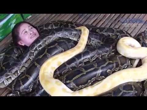 ... aneh - sensasi pijat dengan ular python Di Cebu City Zoo di Filipina