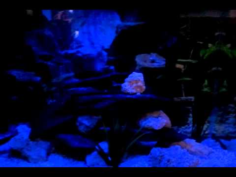 camera iphone 8 plus apk My New Marineland 20g W/LED