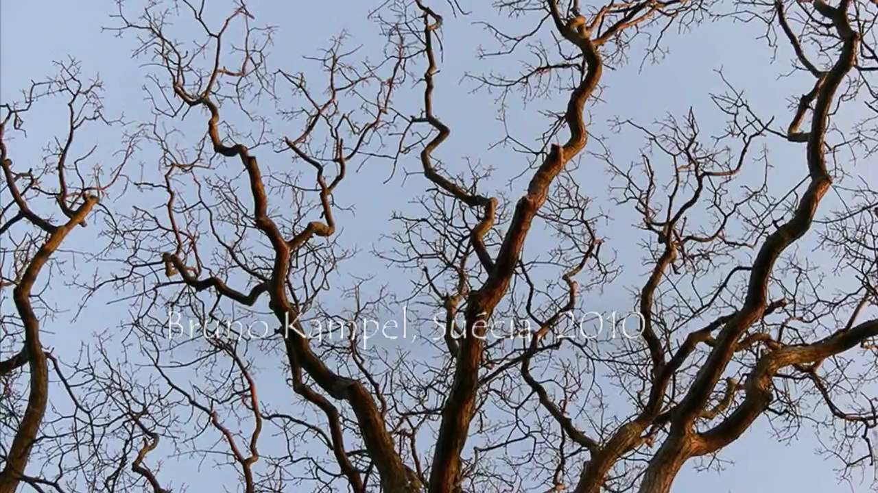 Queria, sim! ( video-poema)