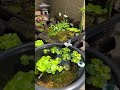 竹の樋（とい）から水が