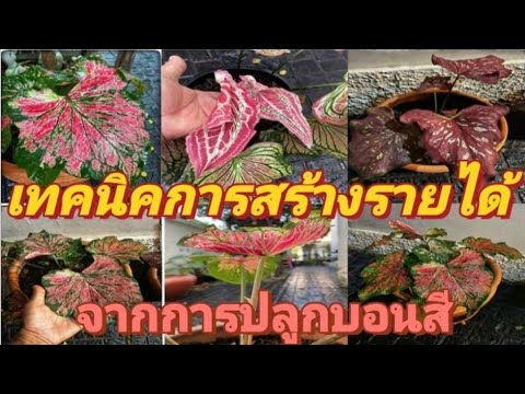 เทคนิคการสร้างรายได้จากการปลูกบอนสี( Technic for make money bonsai )เที่ยวสบาย 𝐒𝐭𝐲𝐥𝐞 ...𝐏𝐚𝐢𝐩𝐚𝐬𝐢𝐧...