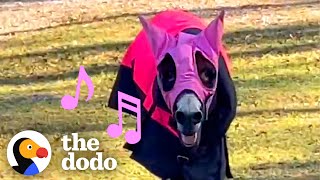 This Donkey Sings To Get Everything He Wants | The Dodo