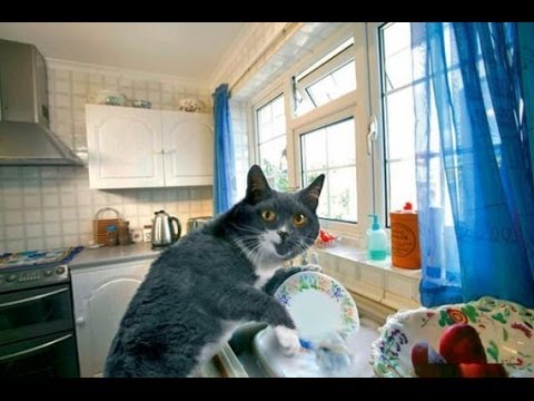  Cats  Helping With the Dishes  Compilation CFS YouTube