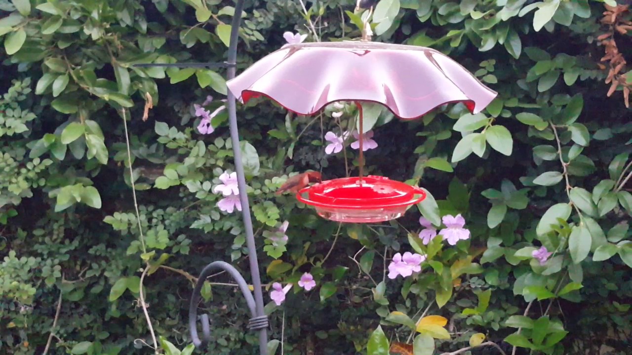 Fledgling watches the grown ups eat