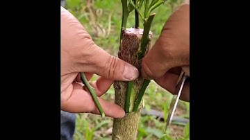 Hướng dẫn ghép bưởi đơn giản, thực hành nhanh tróng