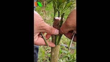 Hướng dẫn ghép bưởi đơn giản, thực hành nhanh tróng