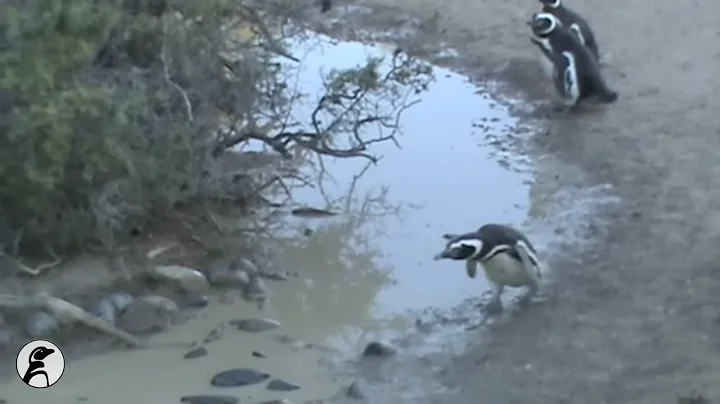 Impacts of Climate Change on Magellanic Penguins