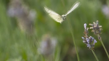 تلاوة ماتعة للشيخ بدر الألمعي