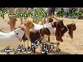 Qurbani collection 2024  memon goth bakra mandi update  bakra mandi today april 28 2024