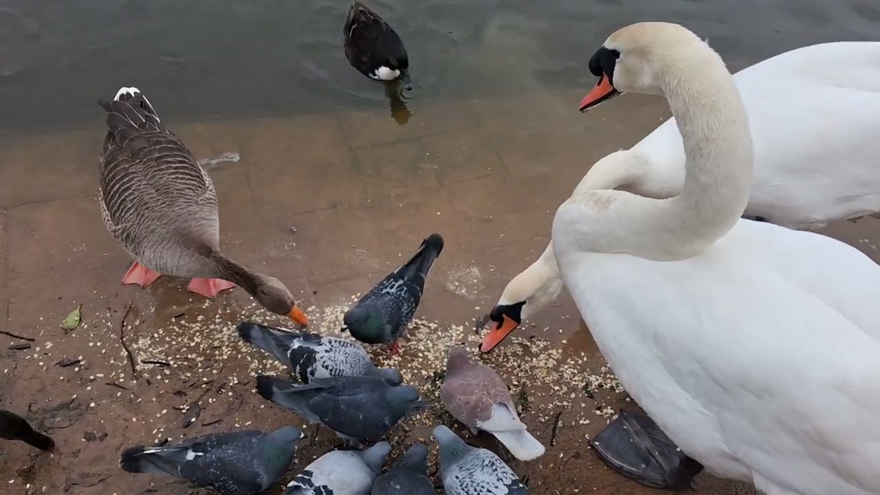 Days out with Guy *Cleethorpes Boating Lake 21st February 2026*