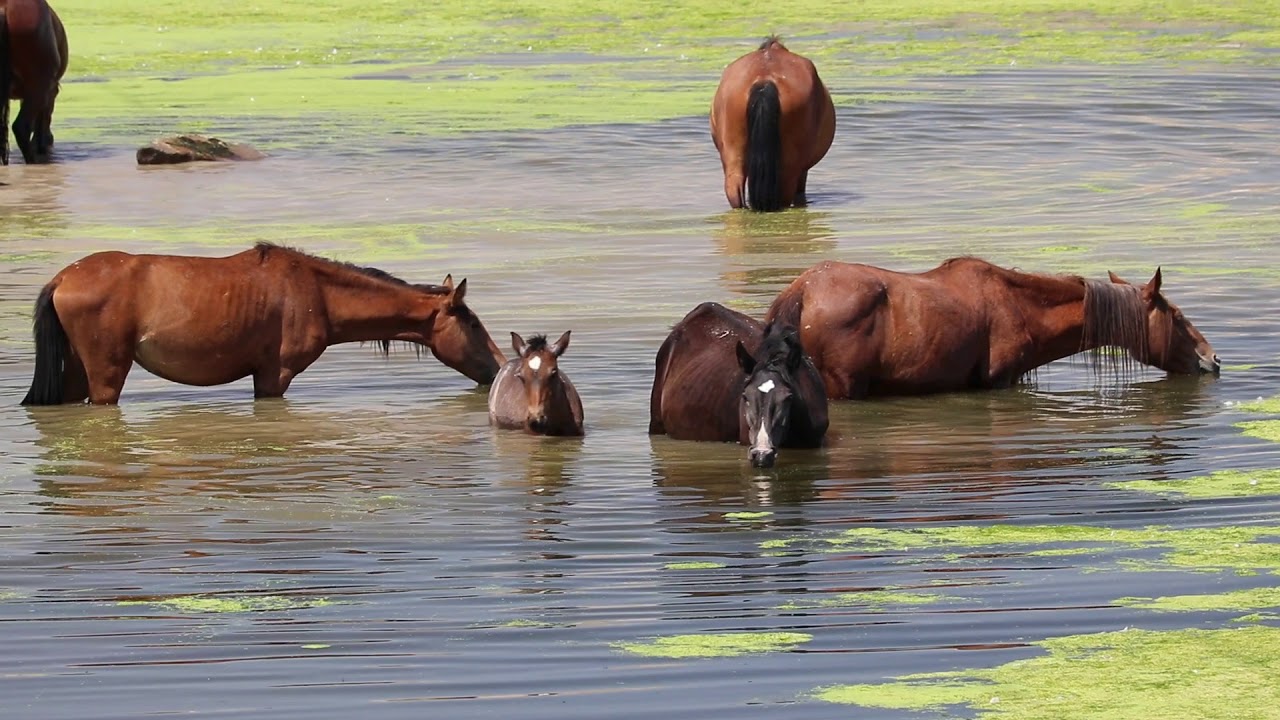 Wild Mustangs Wild Horses In Nevada Youtube