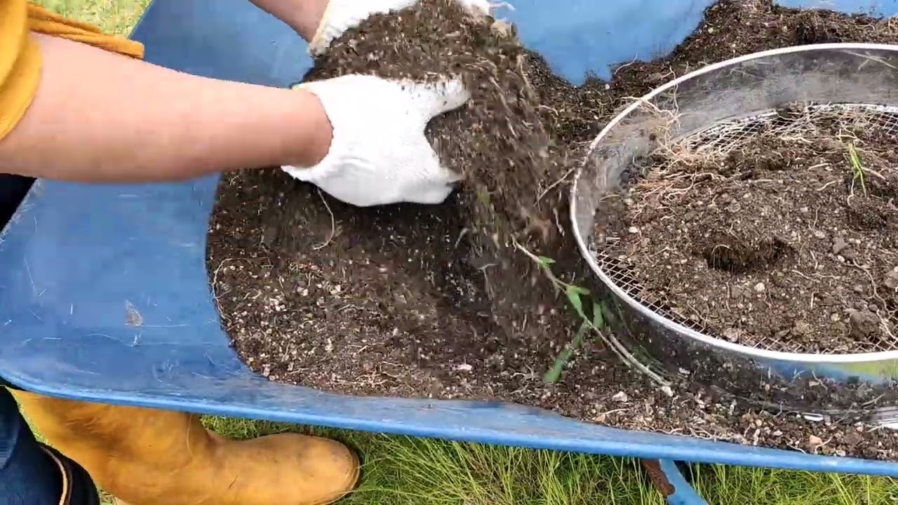 大形鉢でパパイヤ栽培