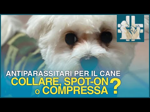 Video: Effetti collaterali del prednisolone nei cani