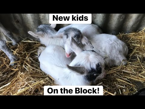 Our Nigerian Dwarf goats give birth! *WARNING* possible Graphic Content