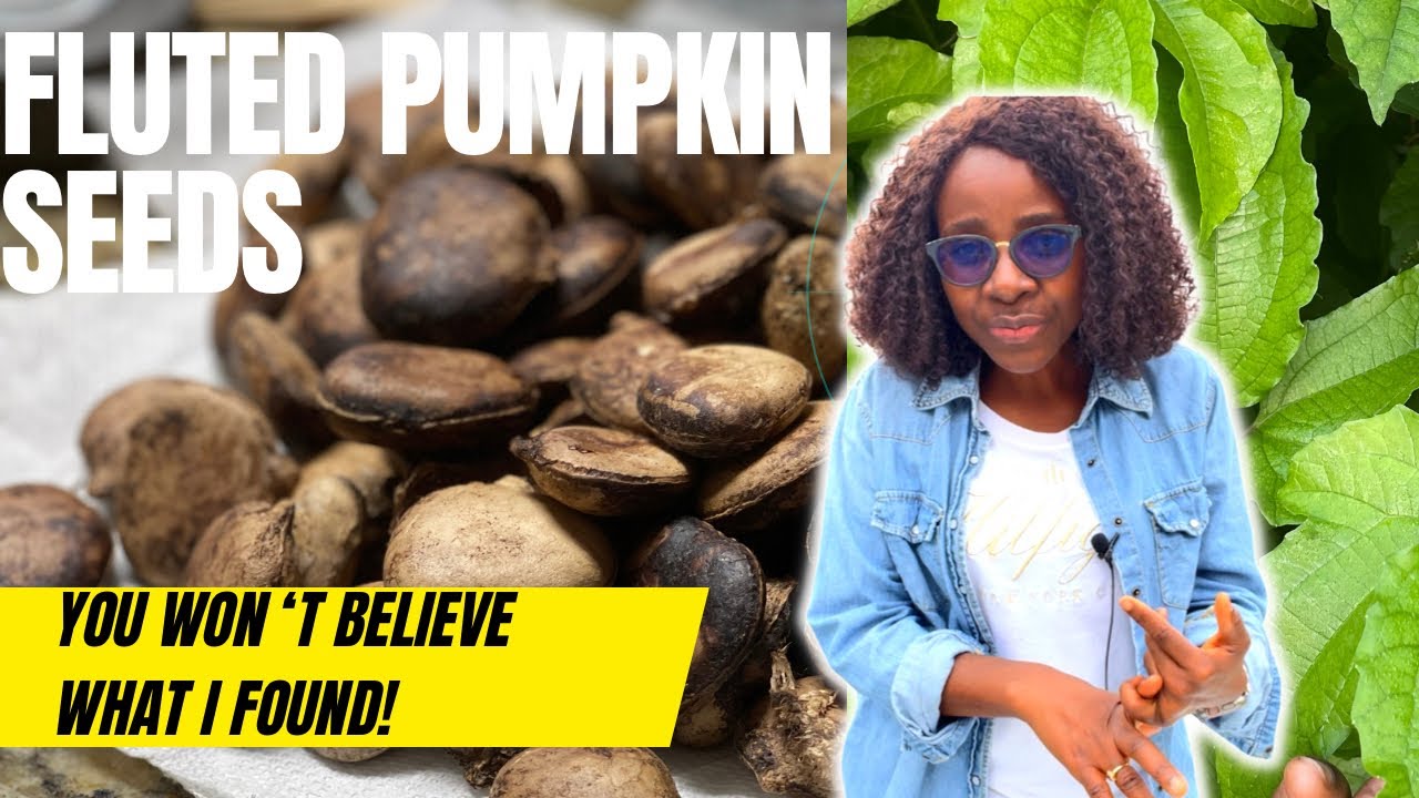 Our Fluted Pumpkin Seed Experiment! 