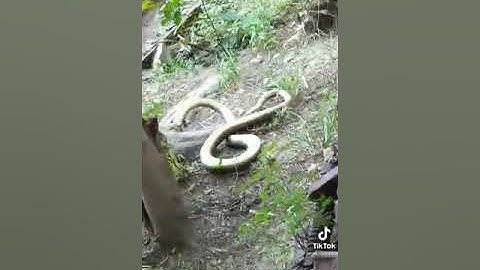 Chồn tinh đại chiến rắn hổ mang chúa và cái kết đầy bất ngờ 😱😱😱