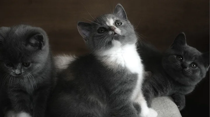 Video 1502951: gray british shorthair kitten, kitten meow sound