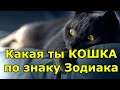 Какая ты кошка по знаку Зодиака. Сфинкс или львица по гороскопу?