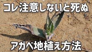 【アガベ地植え】水はけ注意しないとアガベ簡単に死にます！失敗例と成功例を見せます！